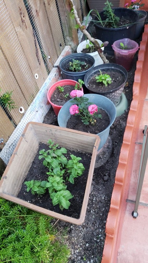 Flowers,plants Alovera,mint,bassel,green Tea,grape Leafs,lemon,Etc