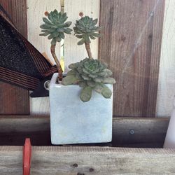 Potted Succulent 