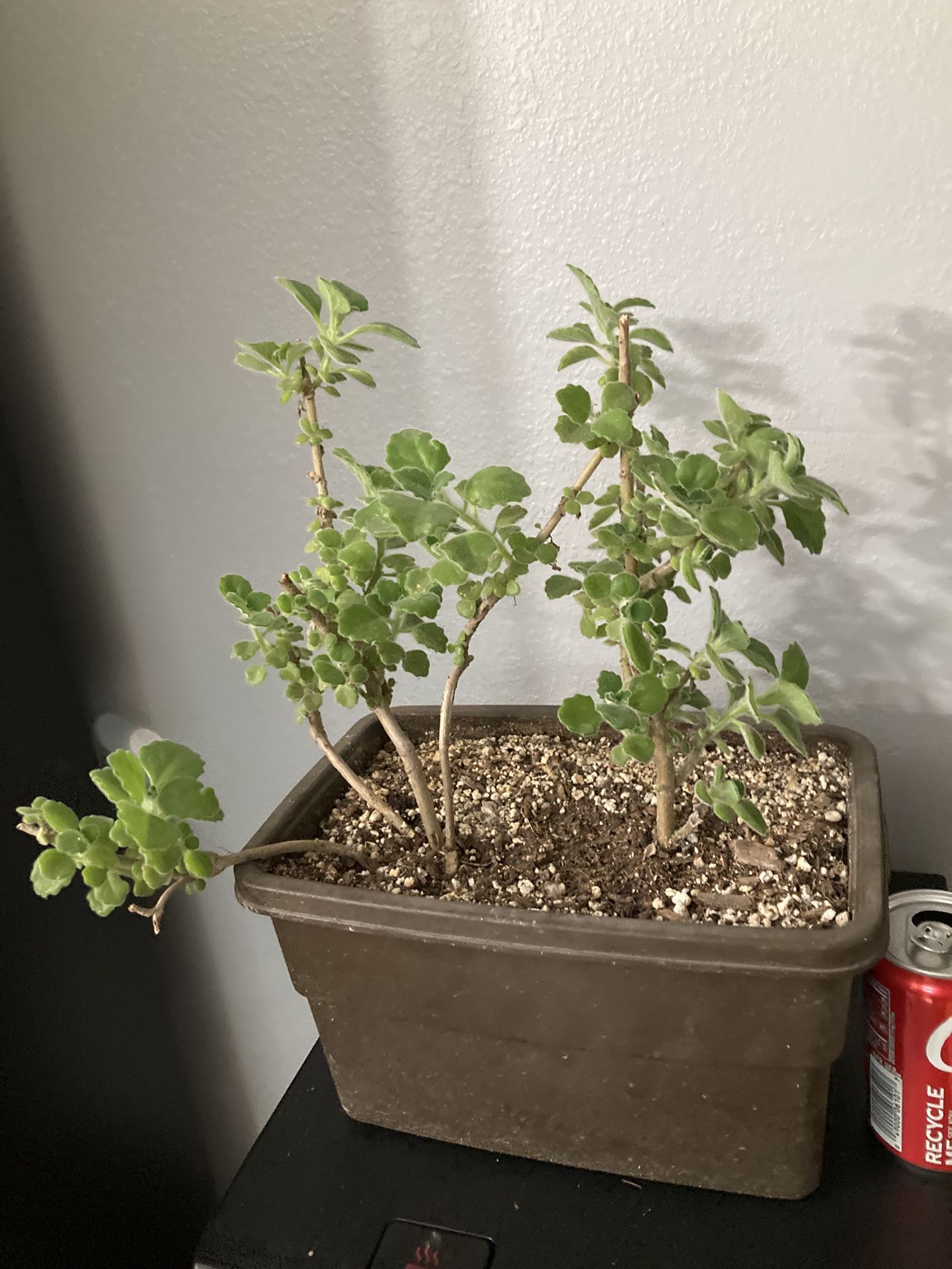 Vicks Plant