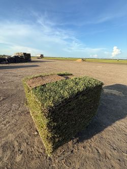 St Augustine sod