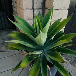 Agaves