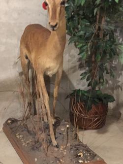 Taxidermy