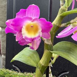 Full bloom Dendrobium orchid 4” pot