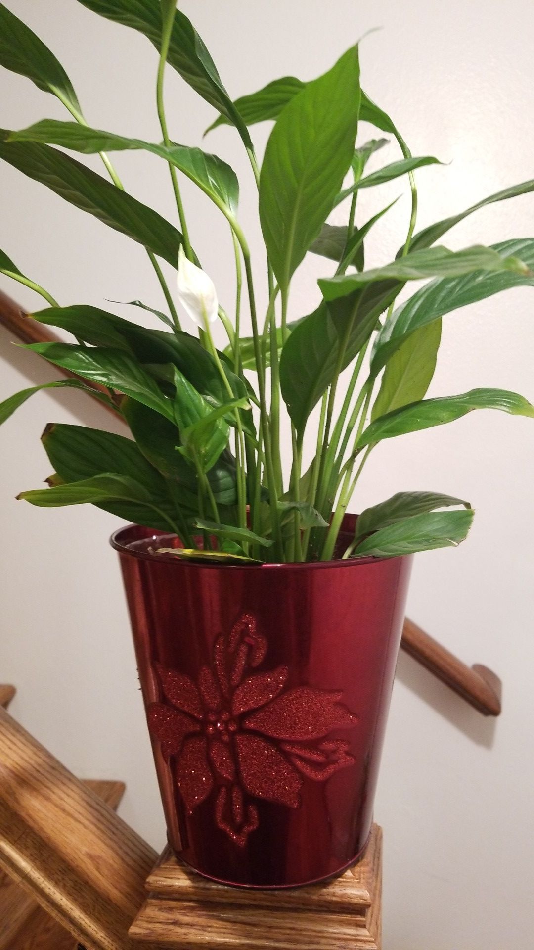 White Premium Sympathy Peace Lily - Indoor Plants
