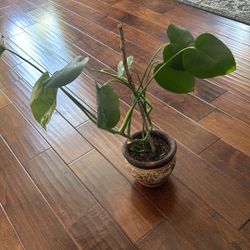 Baby Monstera In Pot 
