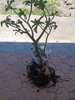 Desert Flower/Flor del Desierto