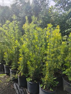 Podocarpus Hedges 7gl 4-4.5ft🏡$19