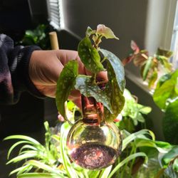 Begonia Maculata Cutting Rooted Plant