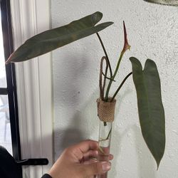 Rooted Cutting Indoor Plant 