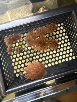Fake Coral Rose Bubble Tip Anenome RBTA Decoration