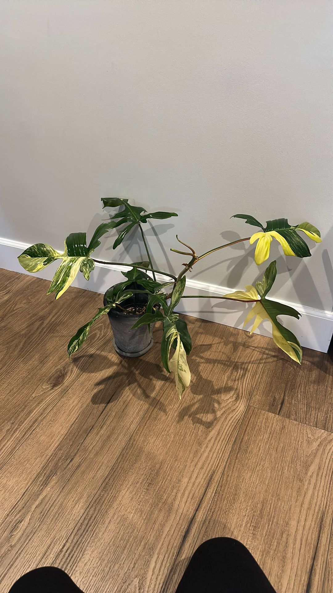 Philodendron Florida Beauty