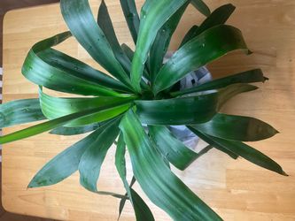 Plant +extras