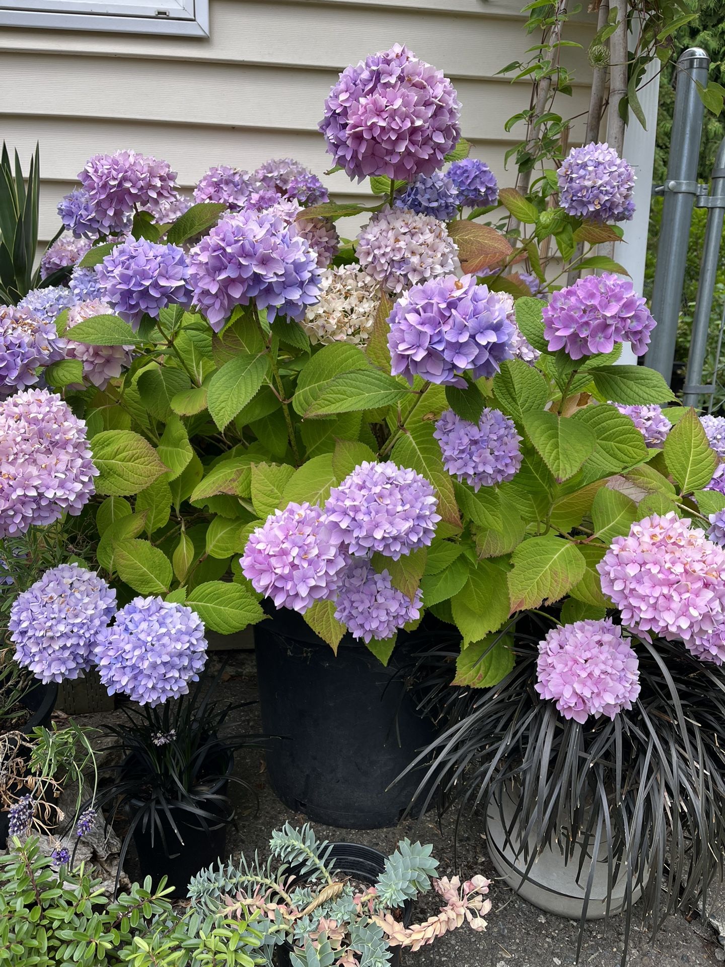 Large Specimen Hydrangeas