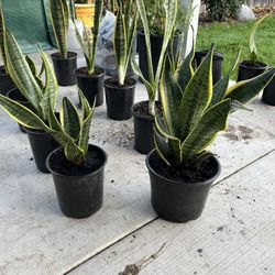 Plantas Lengua De Suegra 