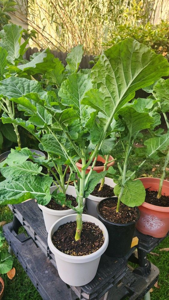 Collard Greens 2ea.( Young Tree Collard Plant