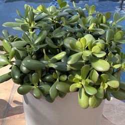 Beautiful jade plant