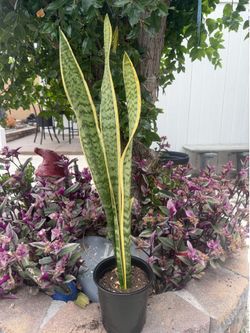 Snake plant golden edge