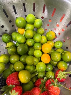 Freshly picked calamansi $3 per pound.