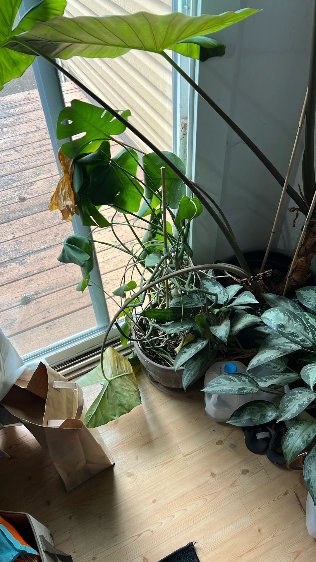 Plants For Sale See Details