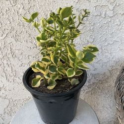 1.5 Gallon Pot Succulent Plant - Crassula Sarmentosa Variegated - Comet Variegata - Rooted & Established Plant - Drought Resistant - 🪴