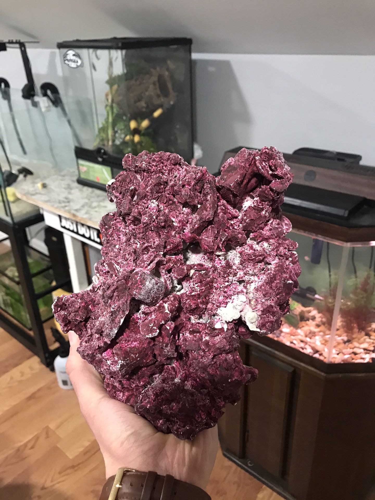 Live Purple Rocks For Salt Water