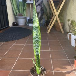 Snake Plant (specifically Dracaena trifasciata, formerly Sansevieria trifasciata)