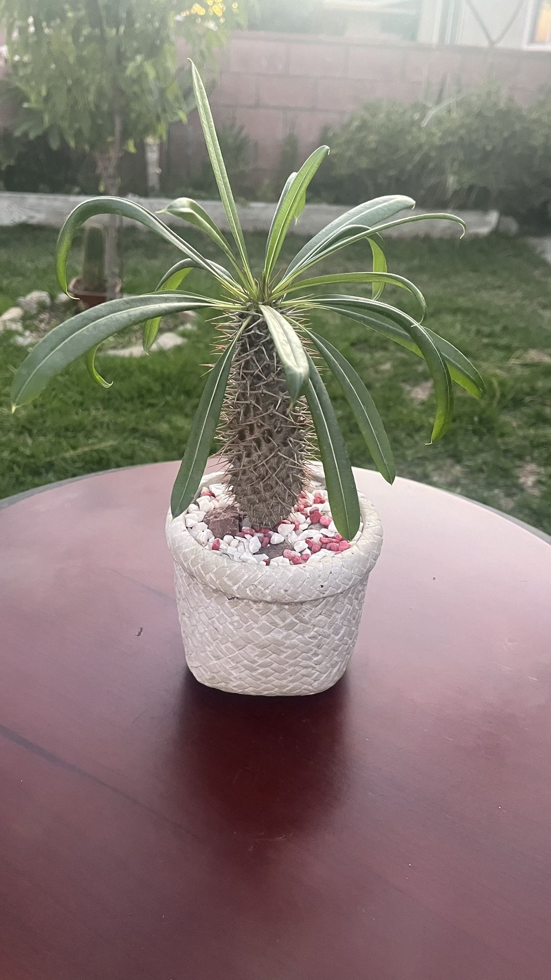 Very Healthy Madagascar Palm Tree In Nice Vase 