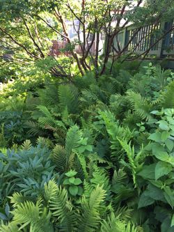 Ostrich Ferns (Shade Loving)