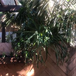 Staghorn Fern