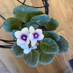 Choice Of Indoor Plants $5 Each