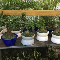 Bonsai In 6” Ceramic Pot And Black Panther Pot.