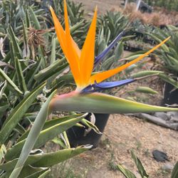 Bird Of Paradise Plants