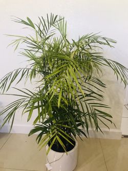 Bamboo Palm Tree Plant planter home decor