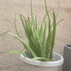 Aloe With Pot