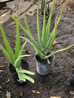 Aloe Vera Plant