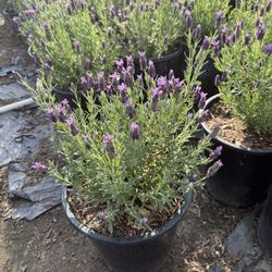 Spanish Lavender 