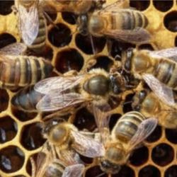 Russian Hybrid Queen Bee