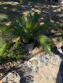Sago palms