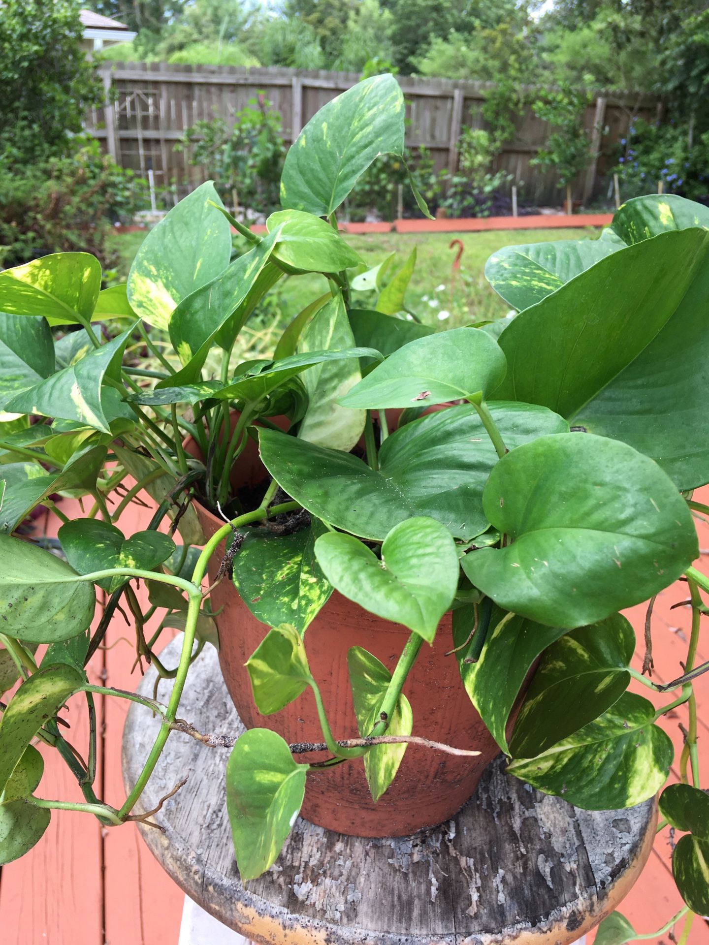This pretty pothos ivy plant ! Just $14 !easy care !