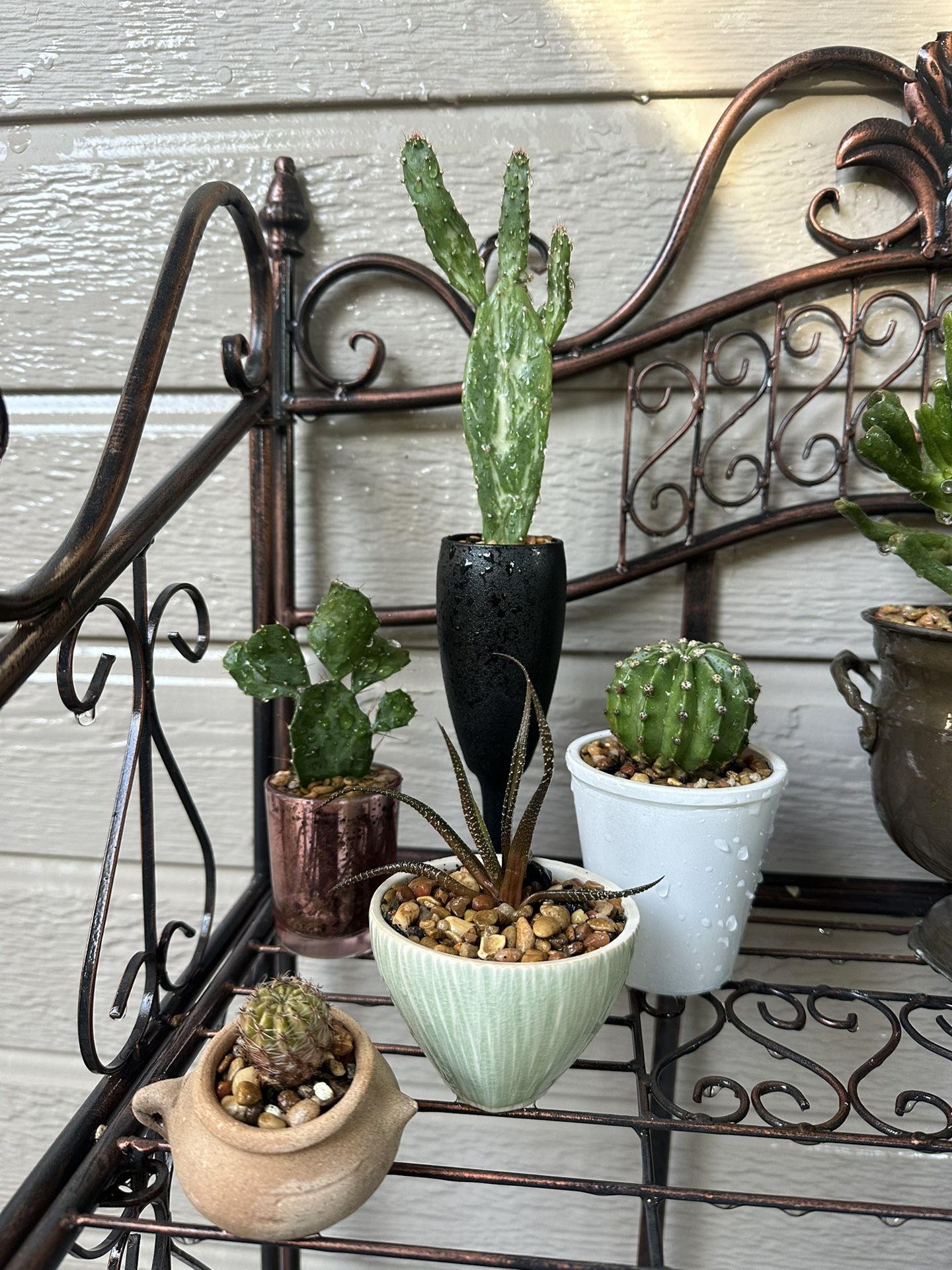 Cacti Plants -$3 Each