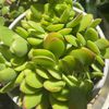 Growingsucculentplantswithme