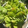 Growingsucculentplantswithme