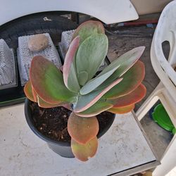 Paddle Leaf Plant (Succulent)
