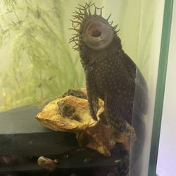 Bristlenose Plant pleco Bundle