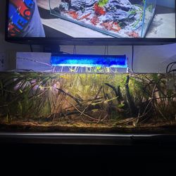 12 Gallon Rimless Fish Tank