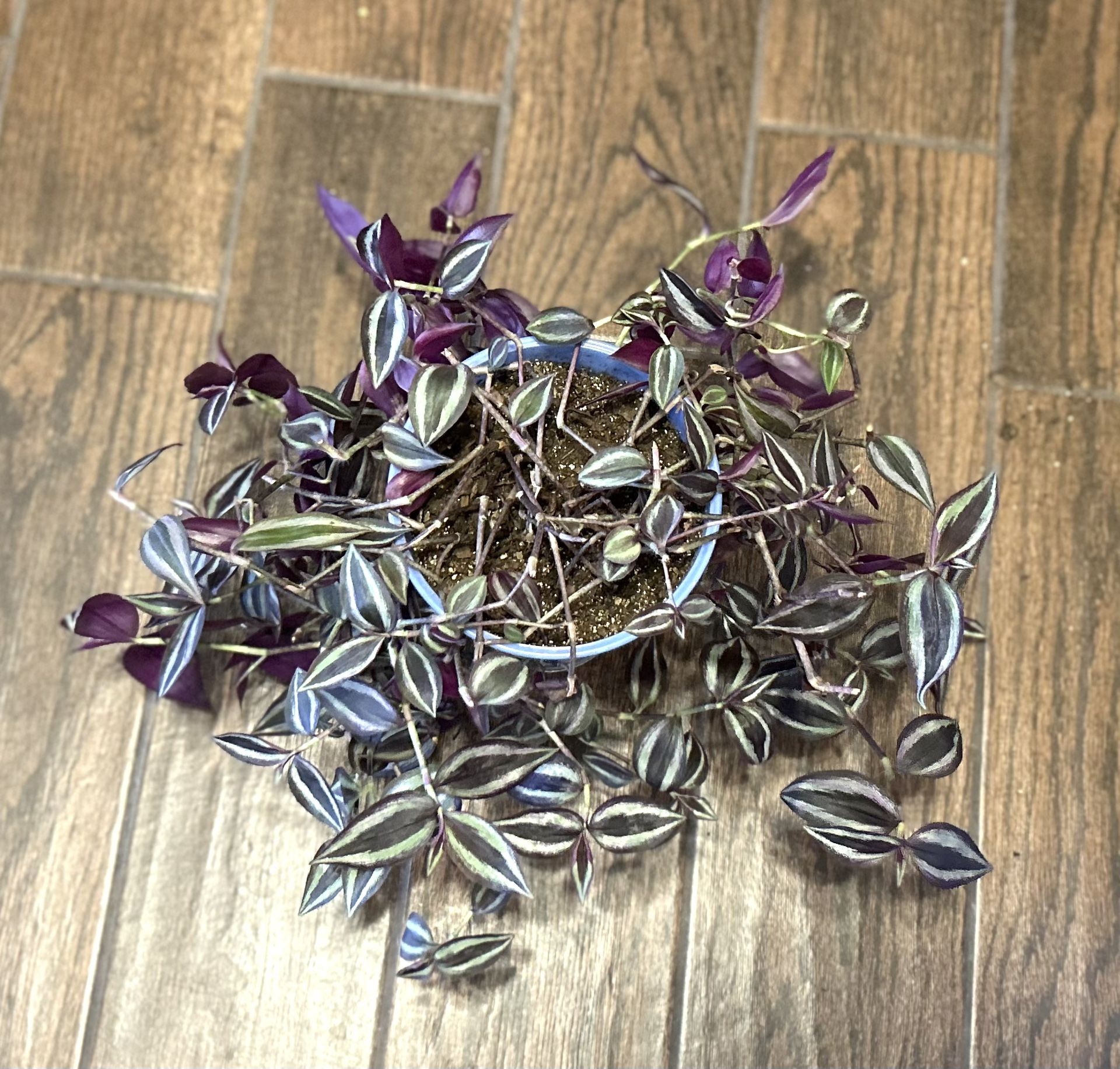 Tradescantia Zebrina “wandering Dude” “wandering Jew” Houseplant Indoor Plant