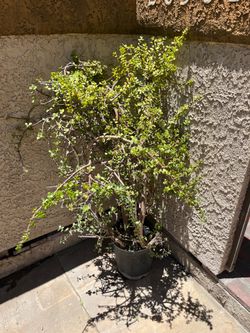 Elephant Bush Plant