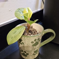 Rubber Tree In Paw Print Mug