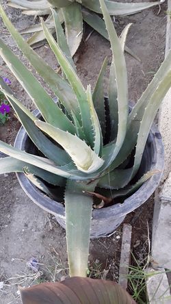 Aloe vera plants for sell