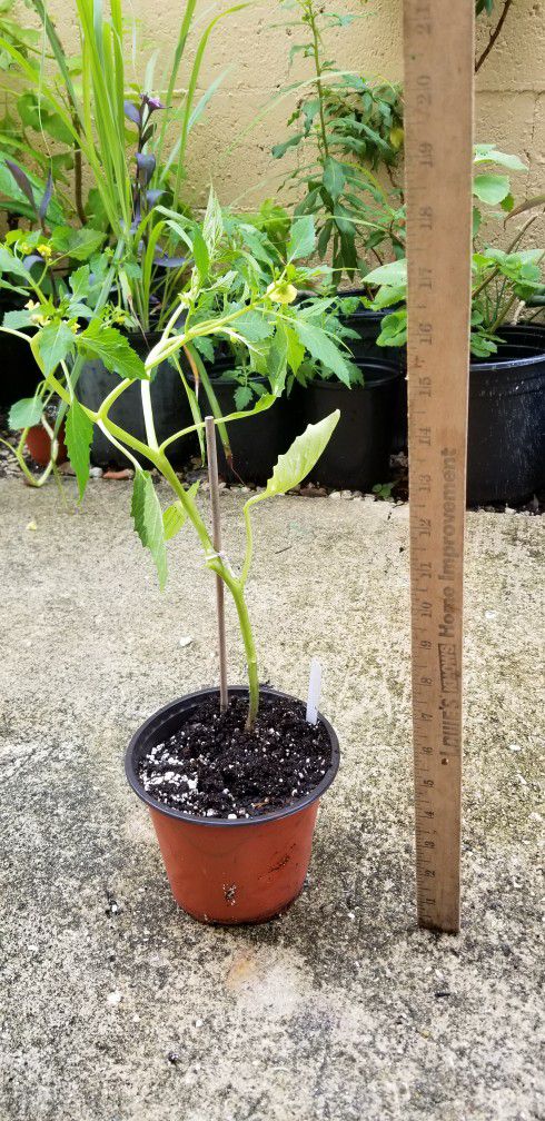 Tomatillo Plant,  Live 